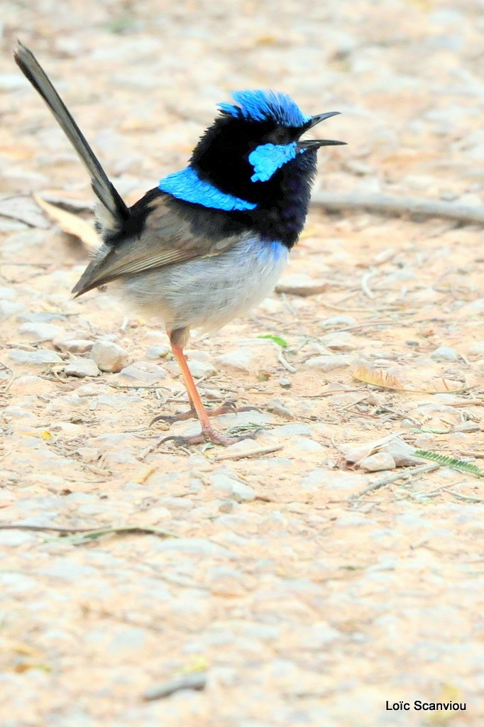 Merion superbe/Superb Fairywren
