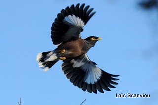 Merle des Moluques/Common Myna (1)
