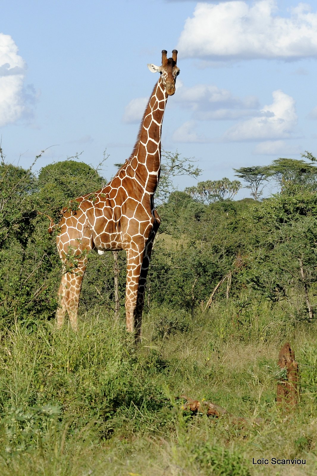Girafe réticulée/Reticulated Giraffe (1)
