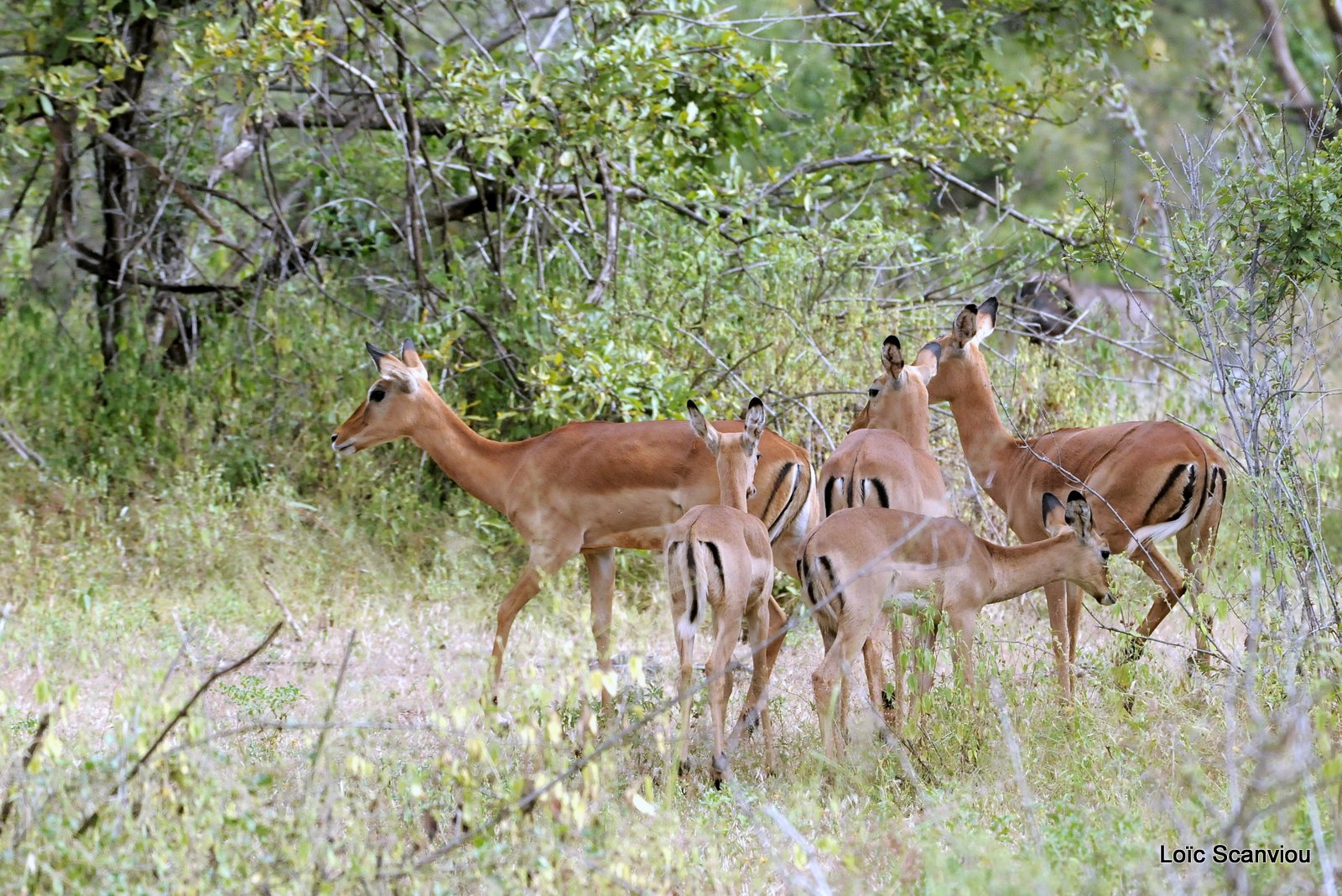 Impala (1)