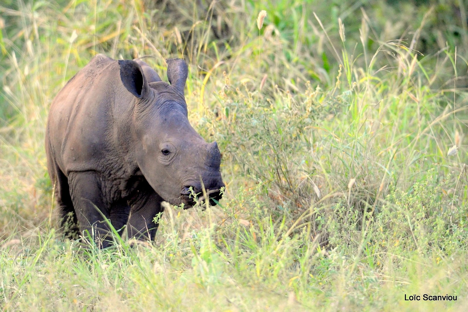 Rhinocéros blanc/White Rhinoceros (6)