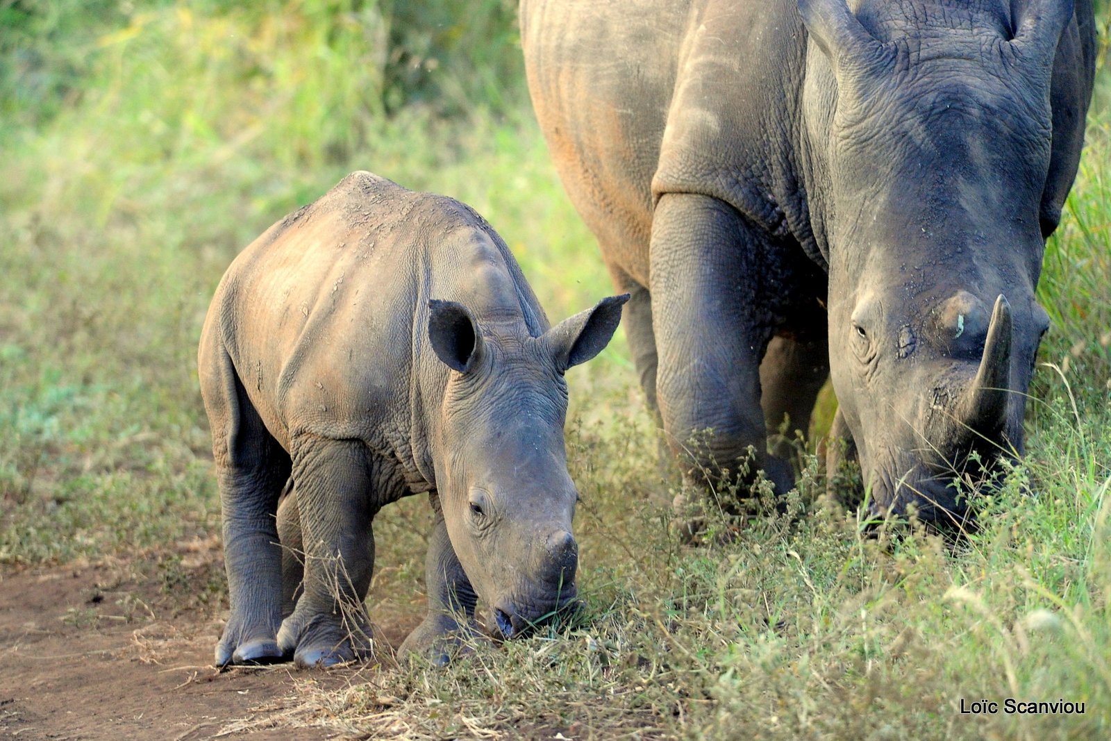 Rhinocéros blanc/White Rhinoceros (7)