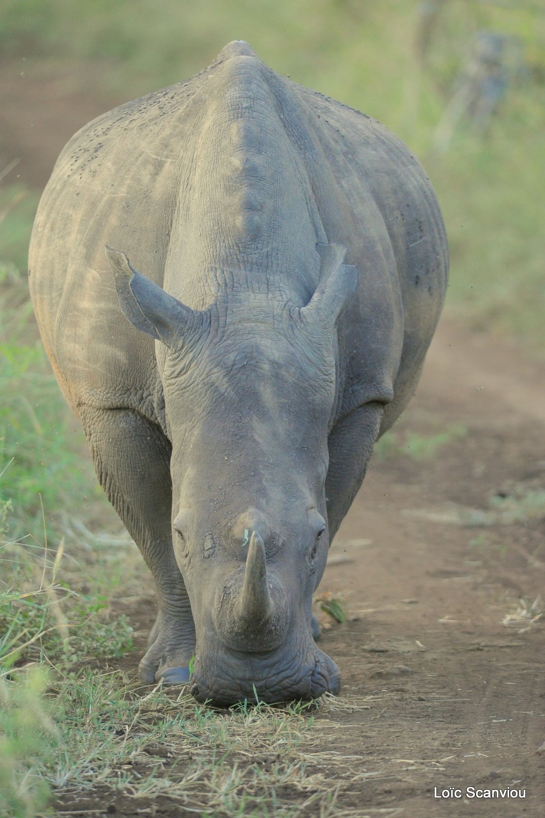Rhinocéros blanc/White Rhinoceros (8)