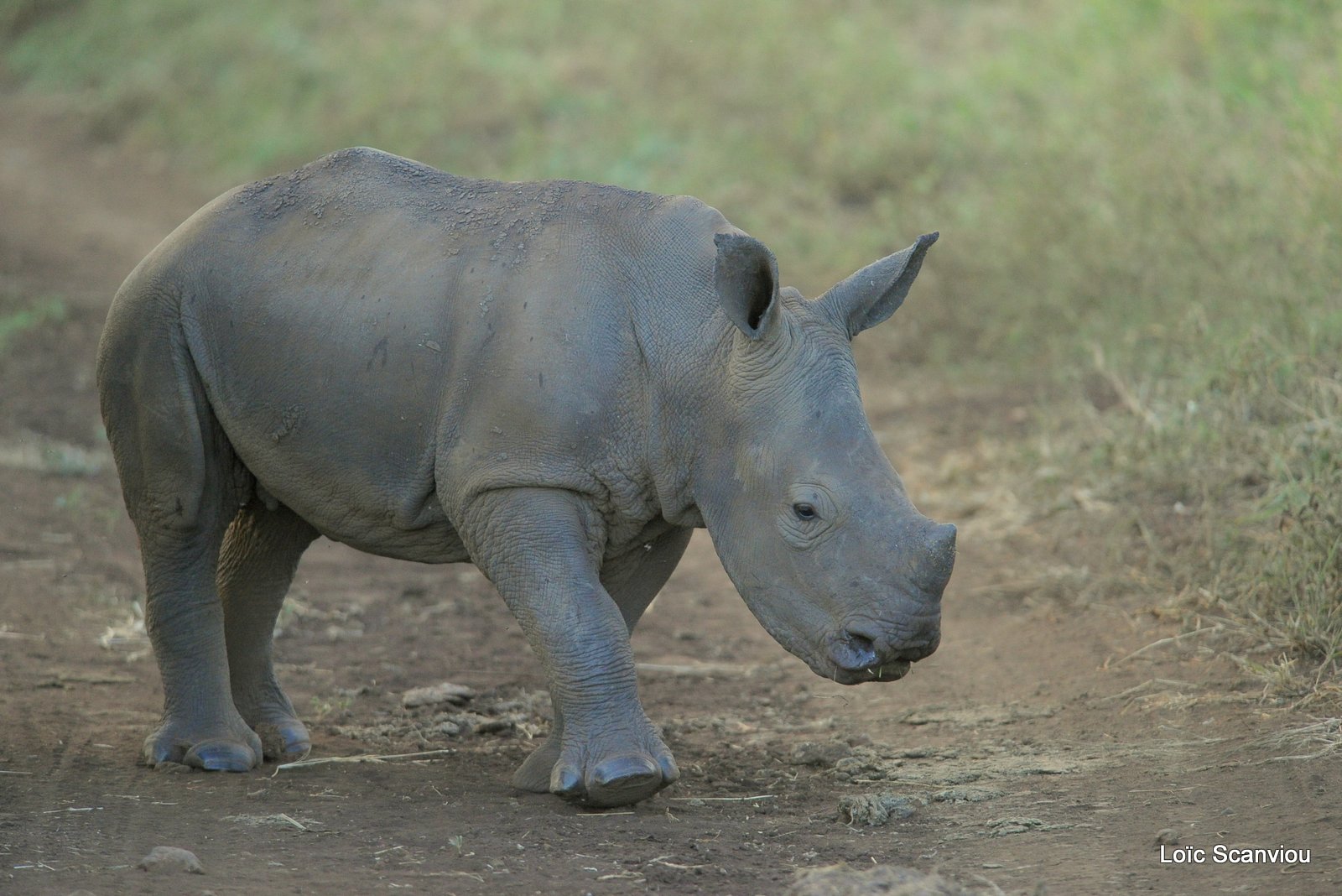 Rhinocéros blanc/White Rhinoceros (9)