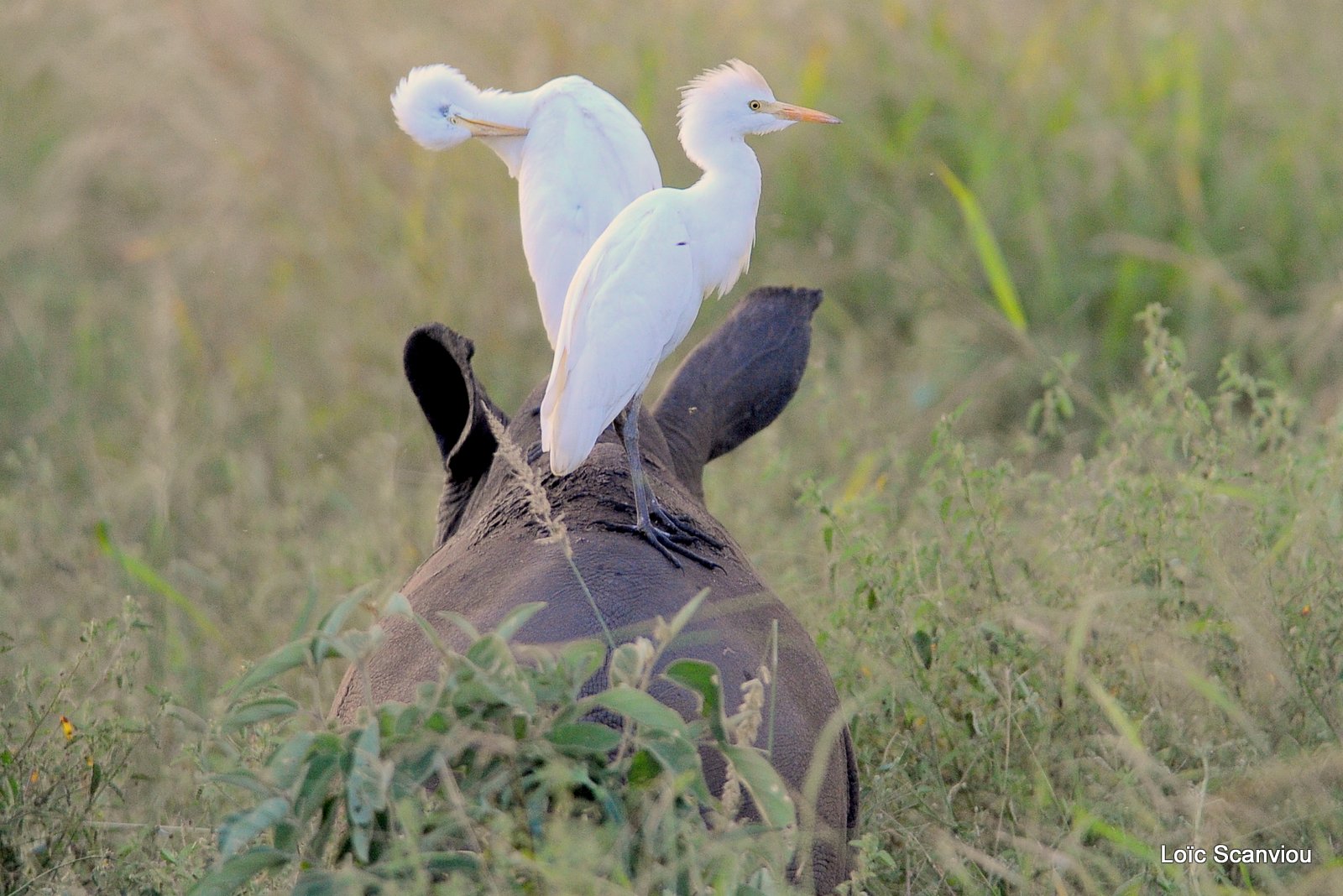 Héron garde-boeufs/Cattle Egret (1)