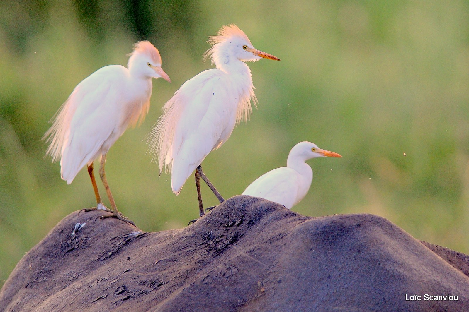 Héron garde-boeufs/Cattle Egret (2)