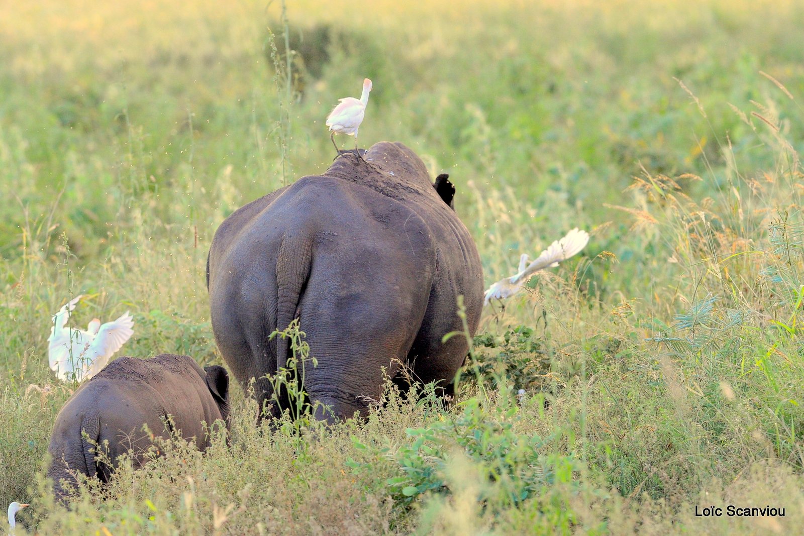 Rhinocéros blanc/White Rhinoceros (10)