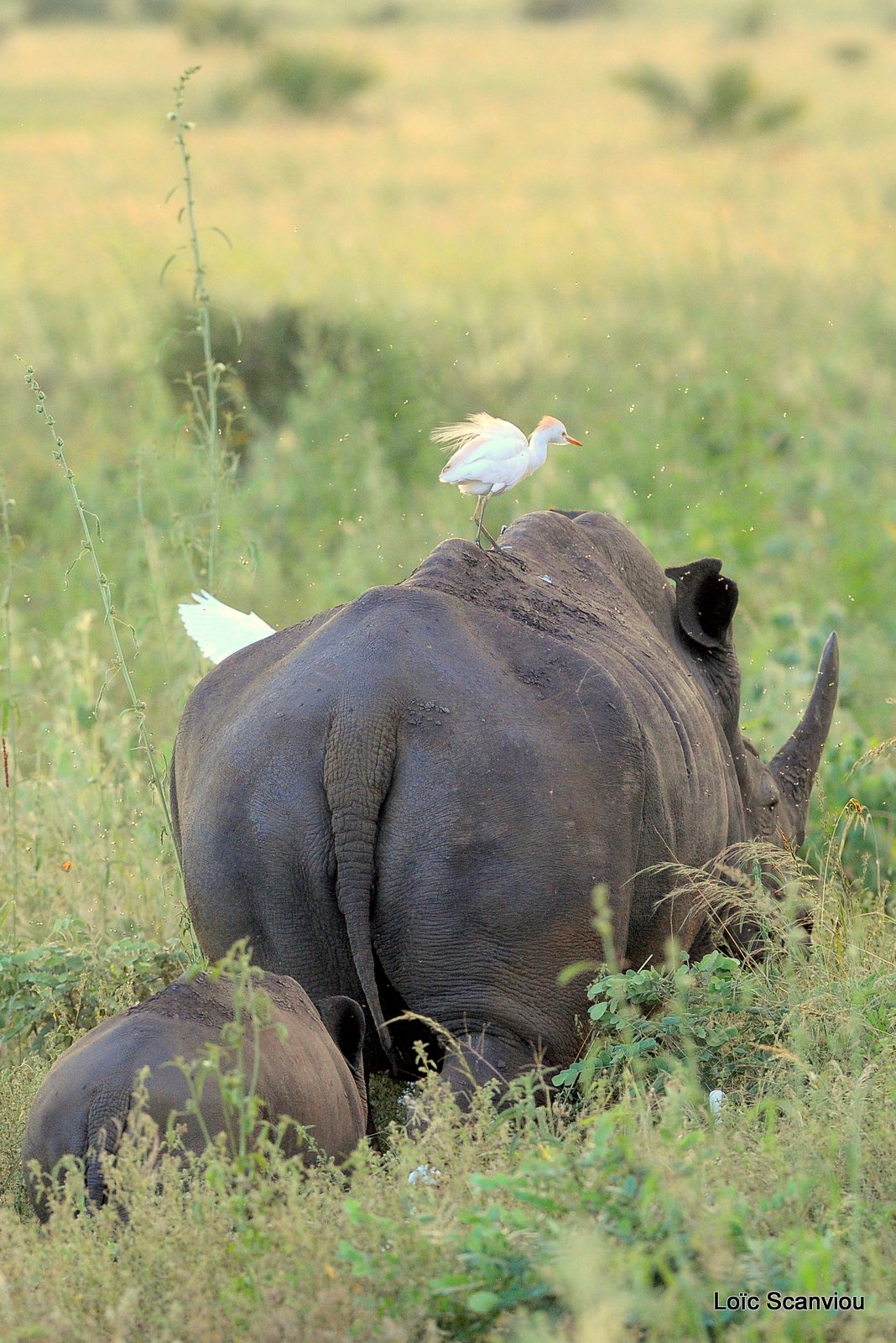 Rhinocéros blanc/White Rhinoceros (11)