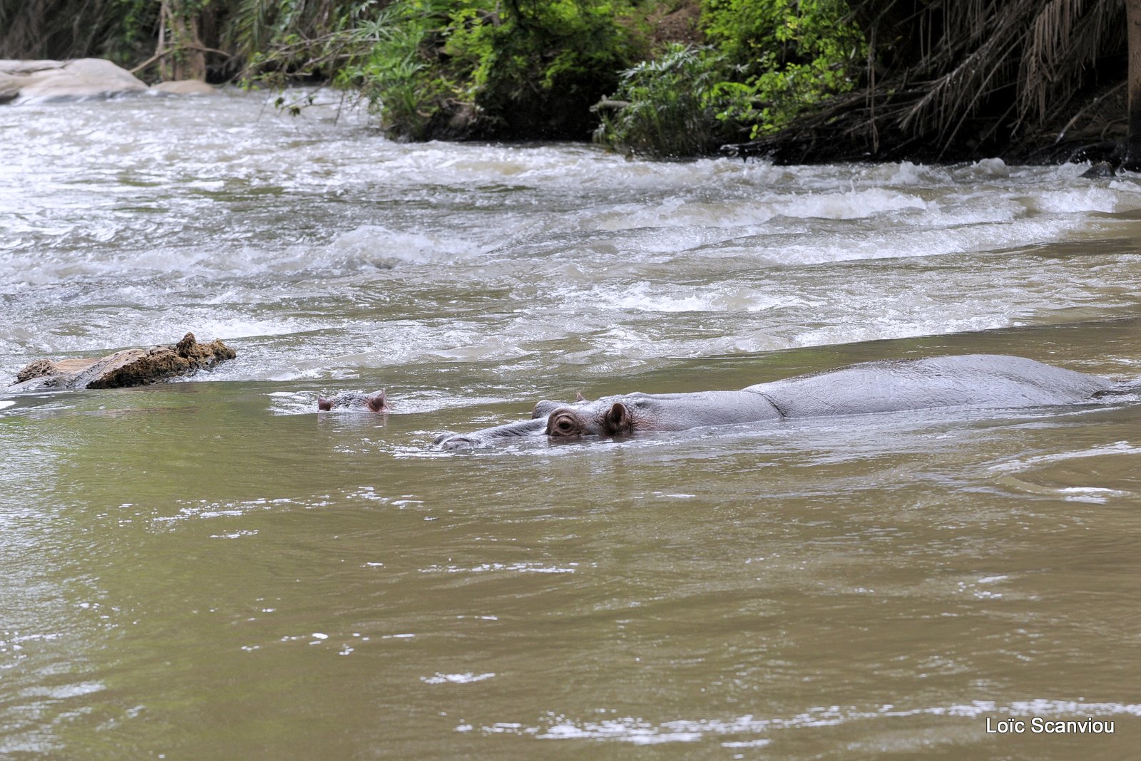 Hippopotame/Hippopotamus (1)