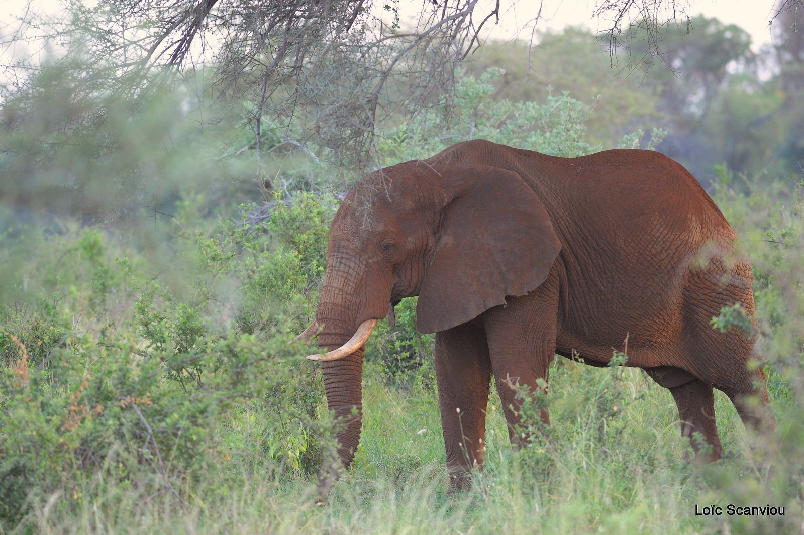 Eléphant (12)