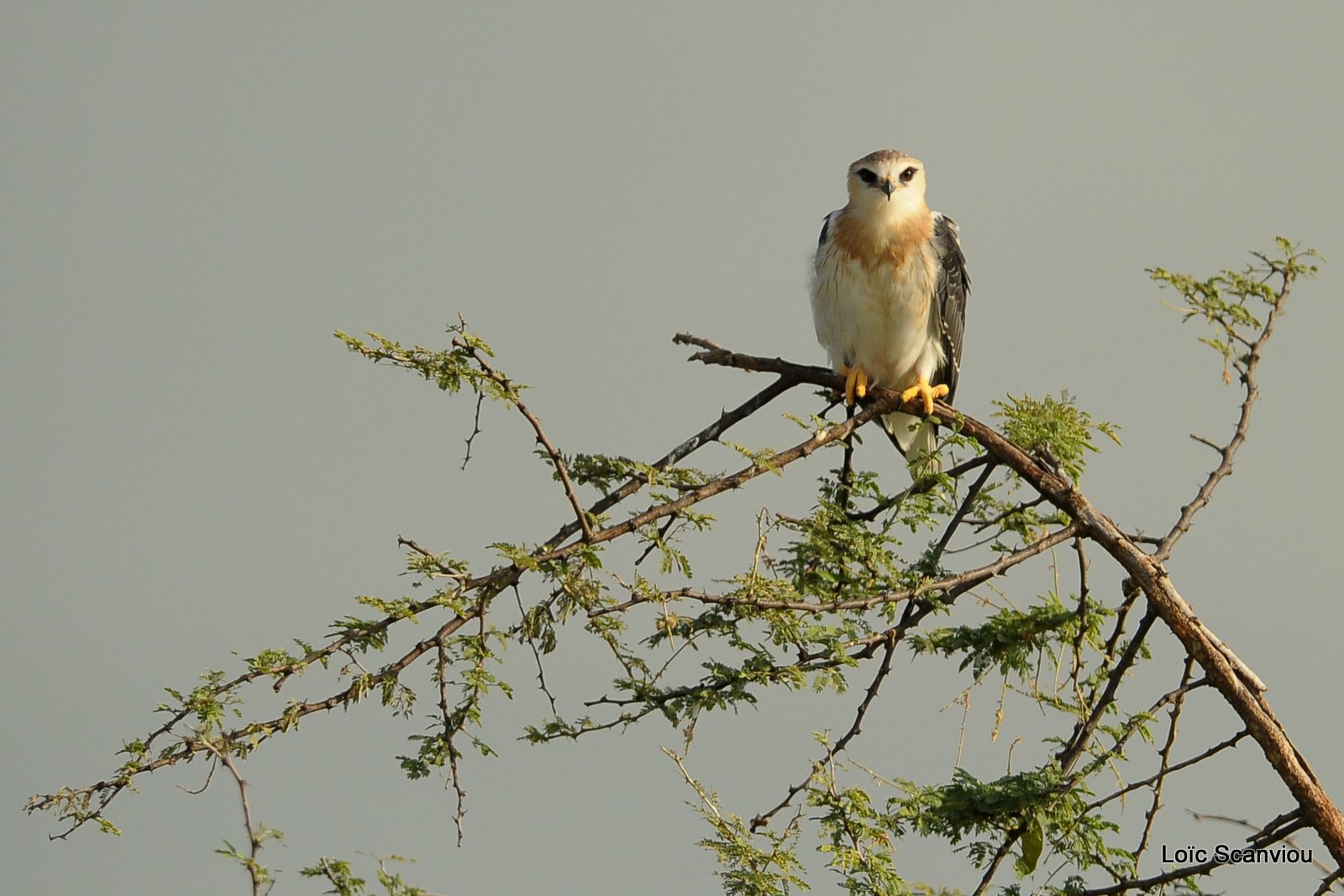 Fauconnet d'Afrique/African Pygmy Falcon (1)