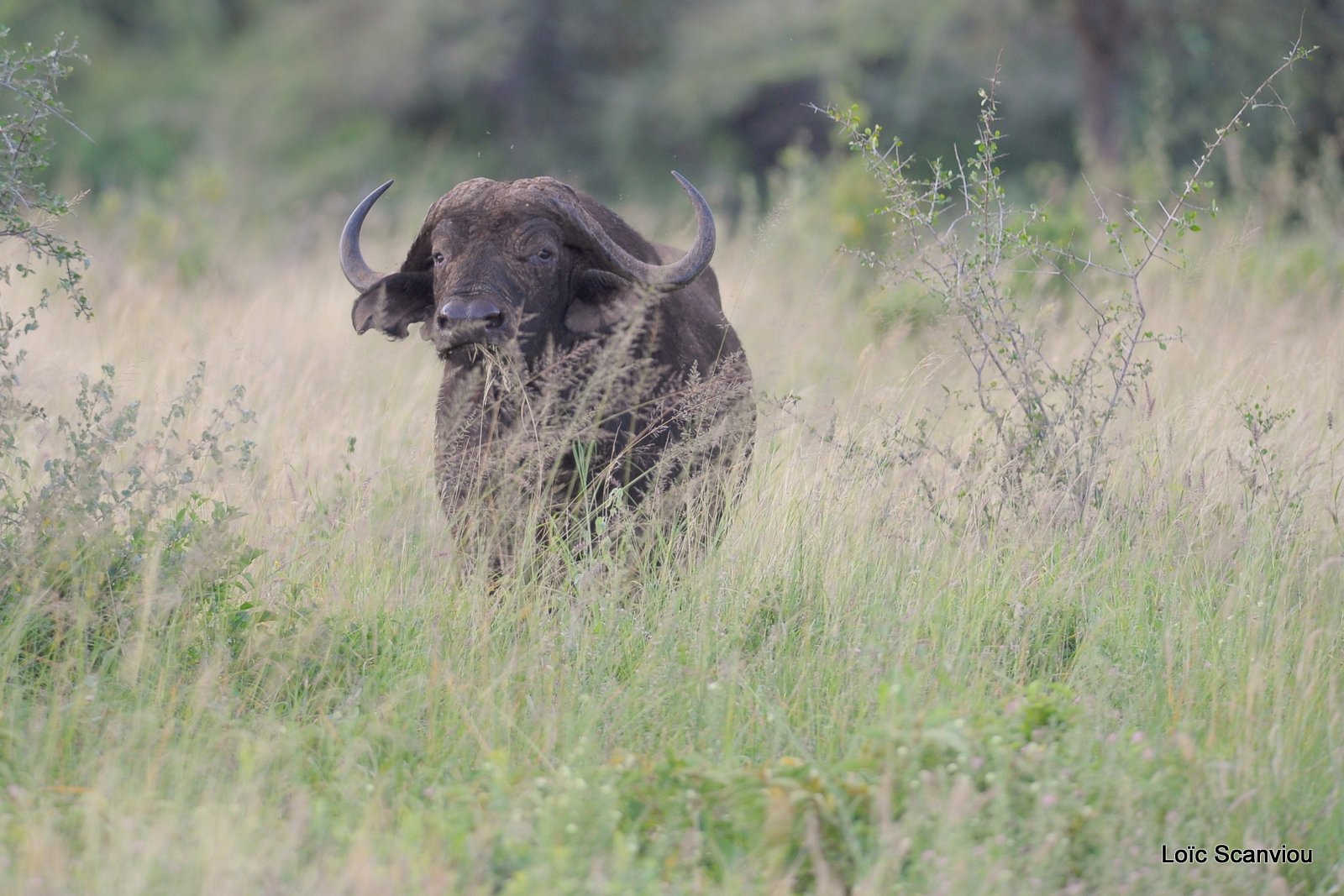 Buffle du Cap/Cape Buffalo (7)