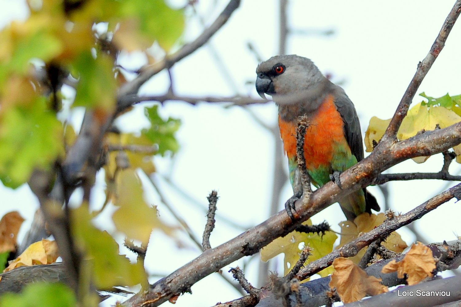 Perroquet à ventre rouge/African Orange-bellied Parrot (1)
