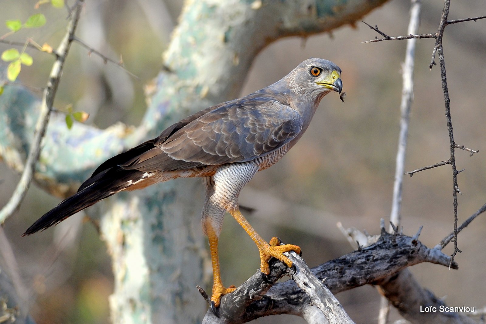 Autour/Goshawk (2)