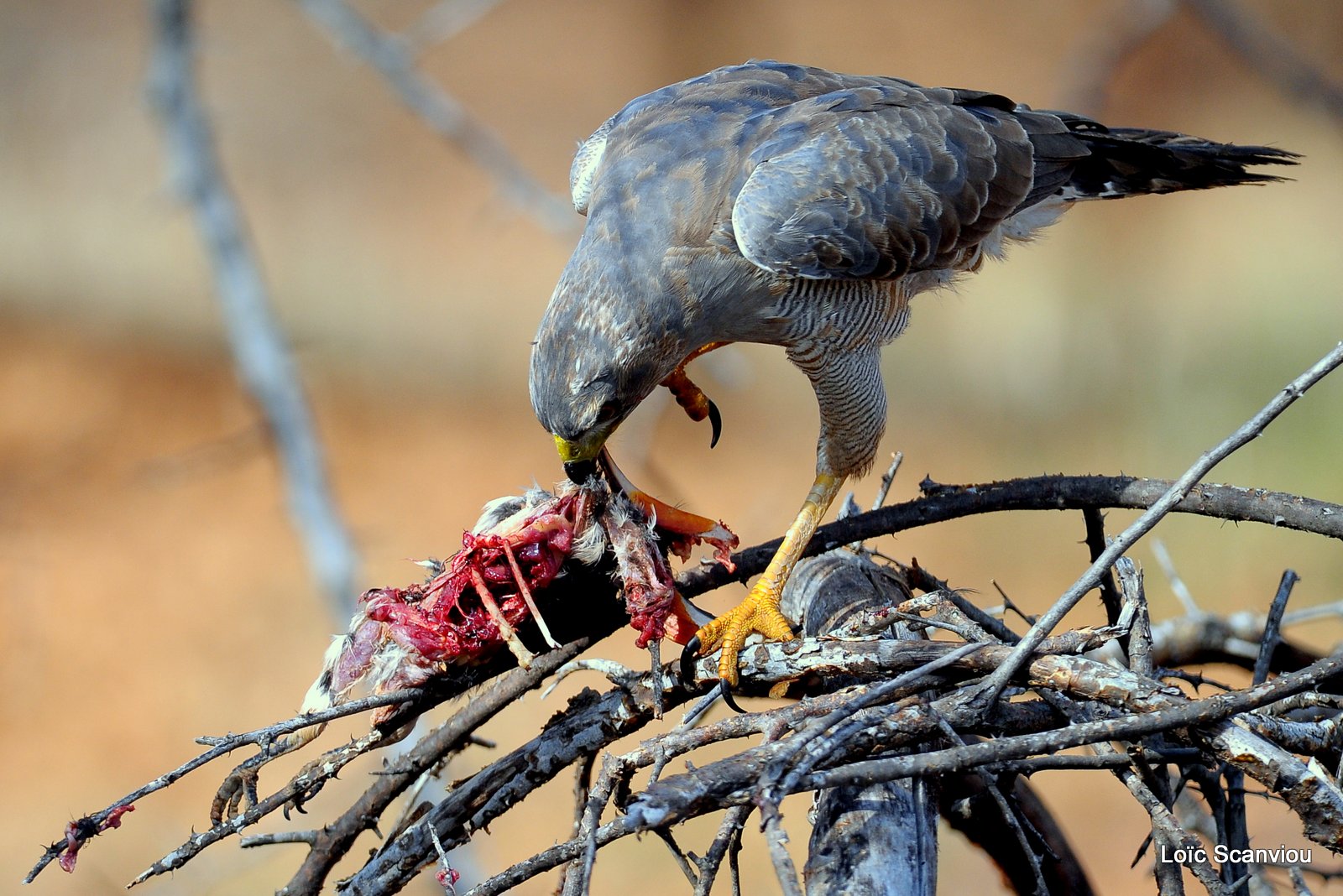 Autour/Goshawk (3)