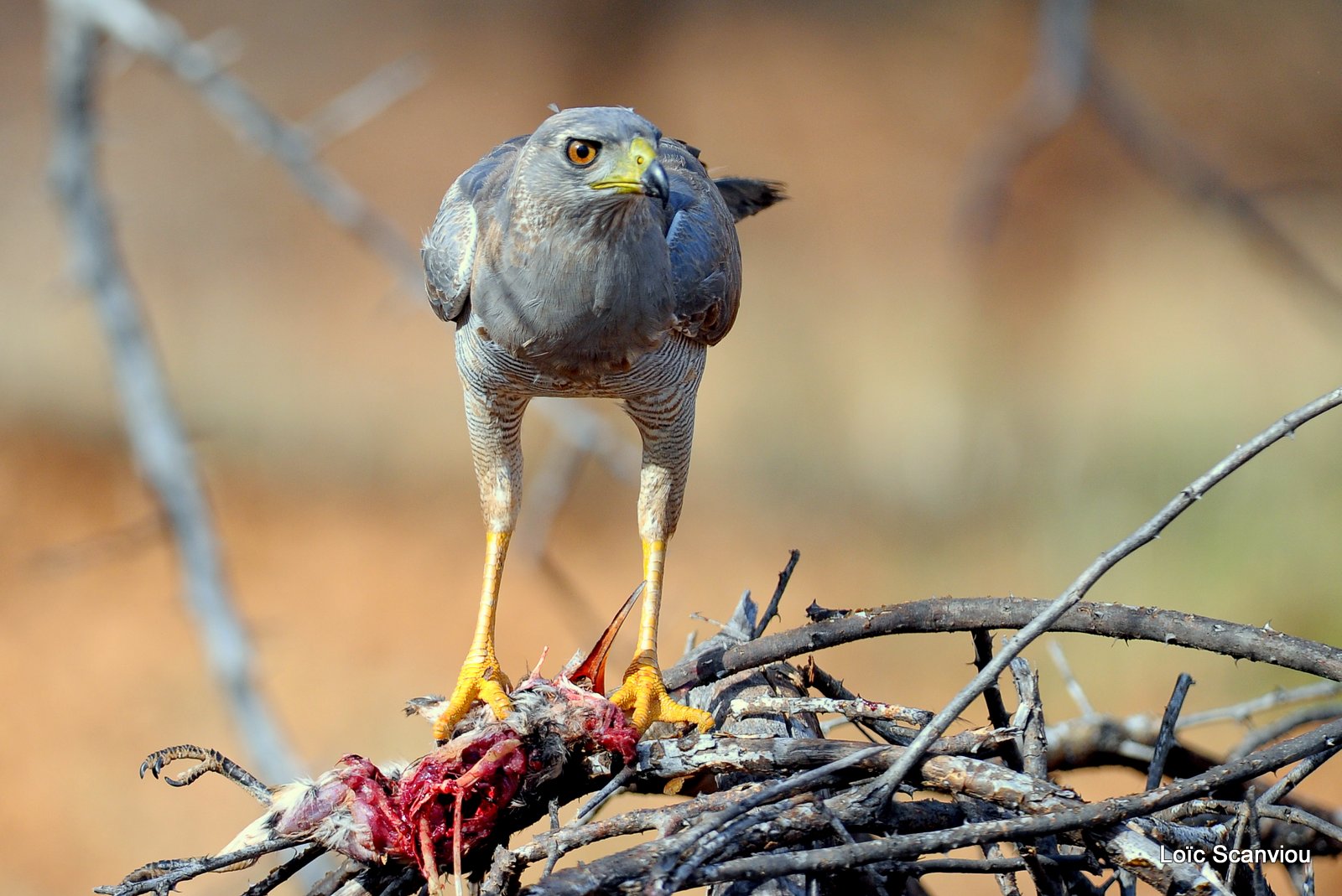 Autour/Goshawk (4)