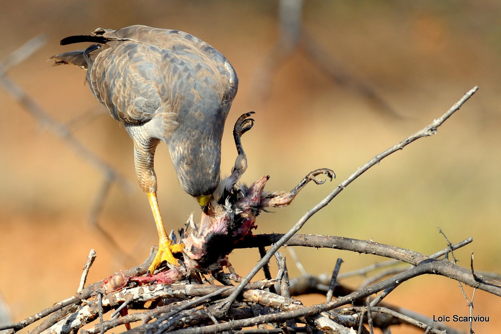 Autour/Goshawk (6)