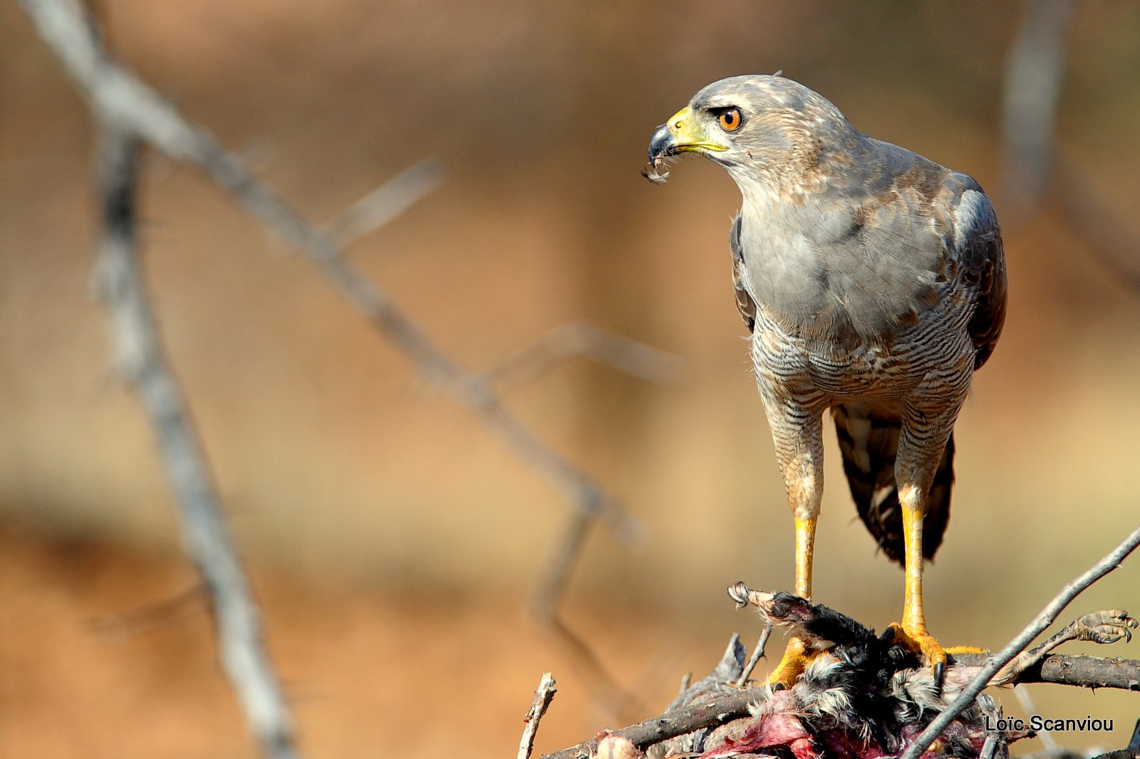 Autour/Goshawk (7)