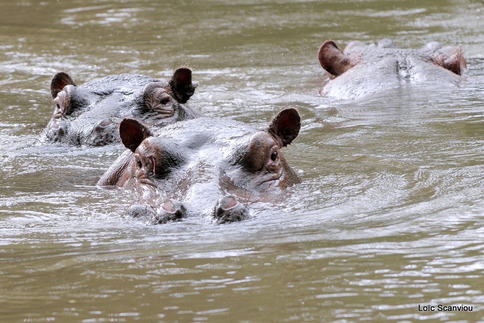 Hippopotame/Hippopotamus (2)