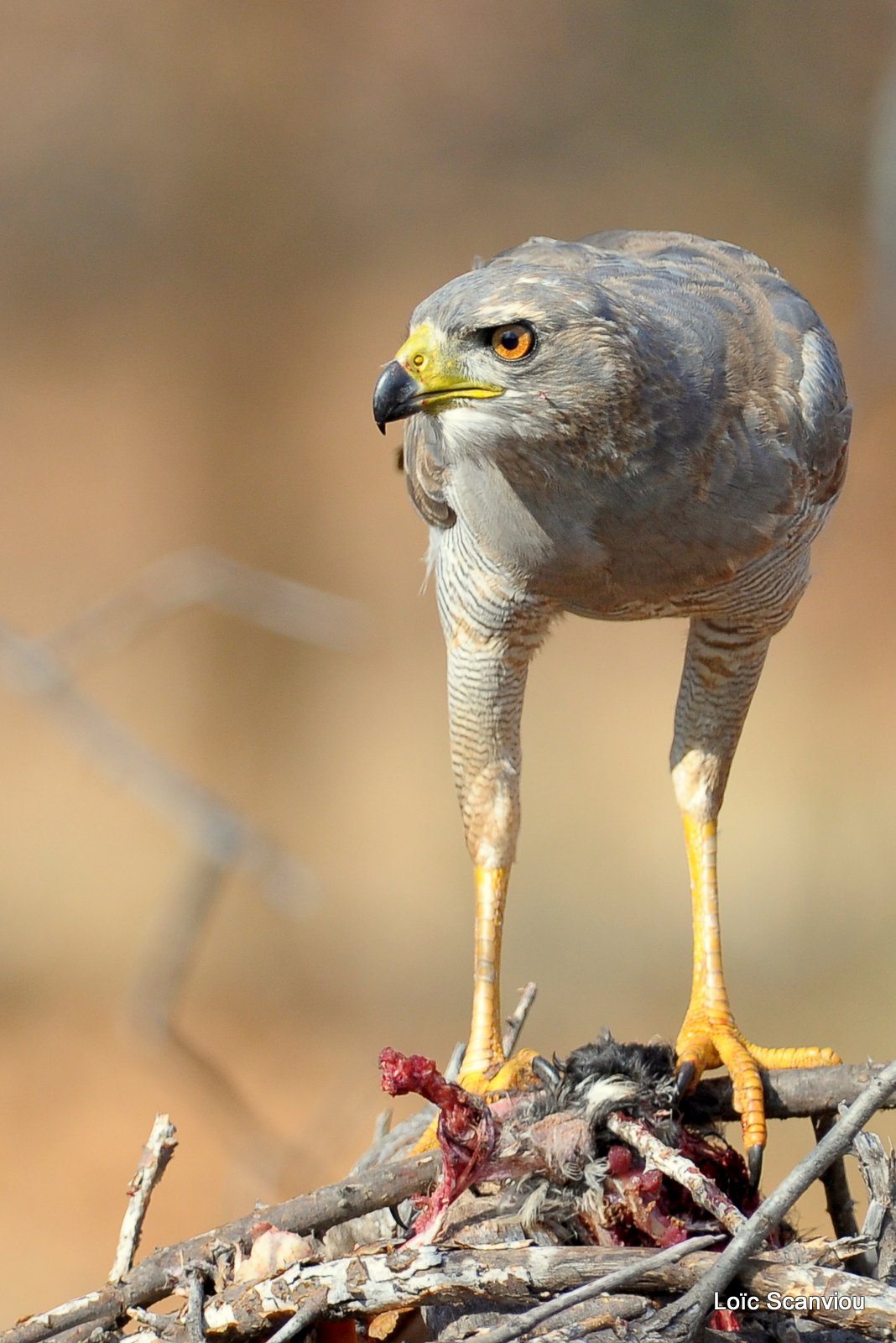 Autour/Goshawk (8)