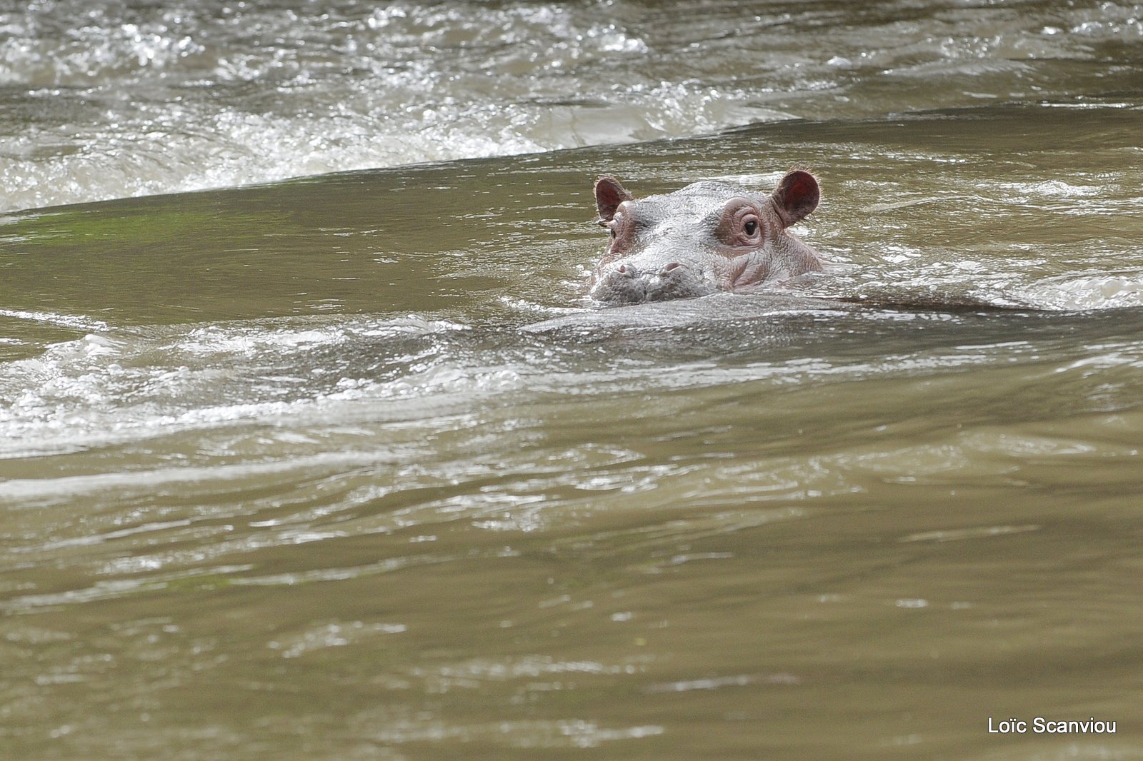 Hippopotame/Hippopotamus (3)