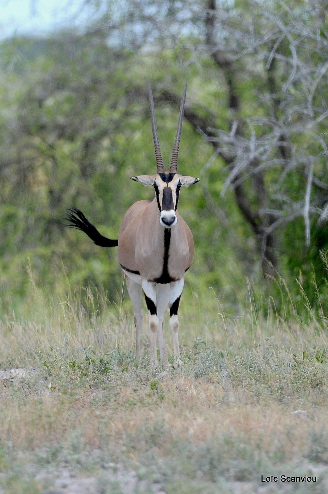 Oryx beïsa/Beisa Oryx (1)