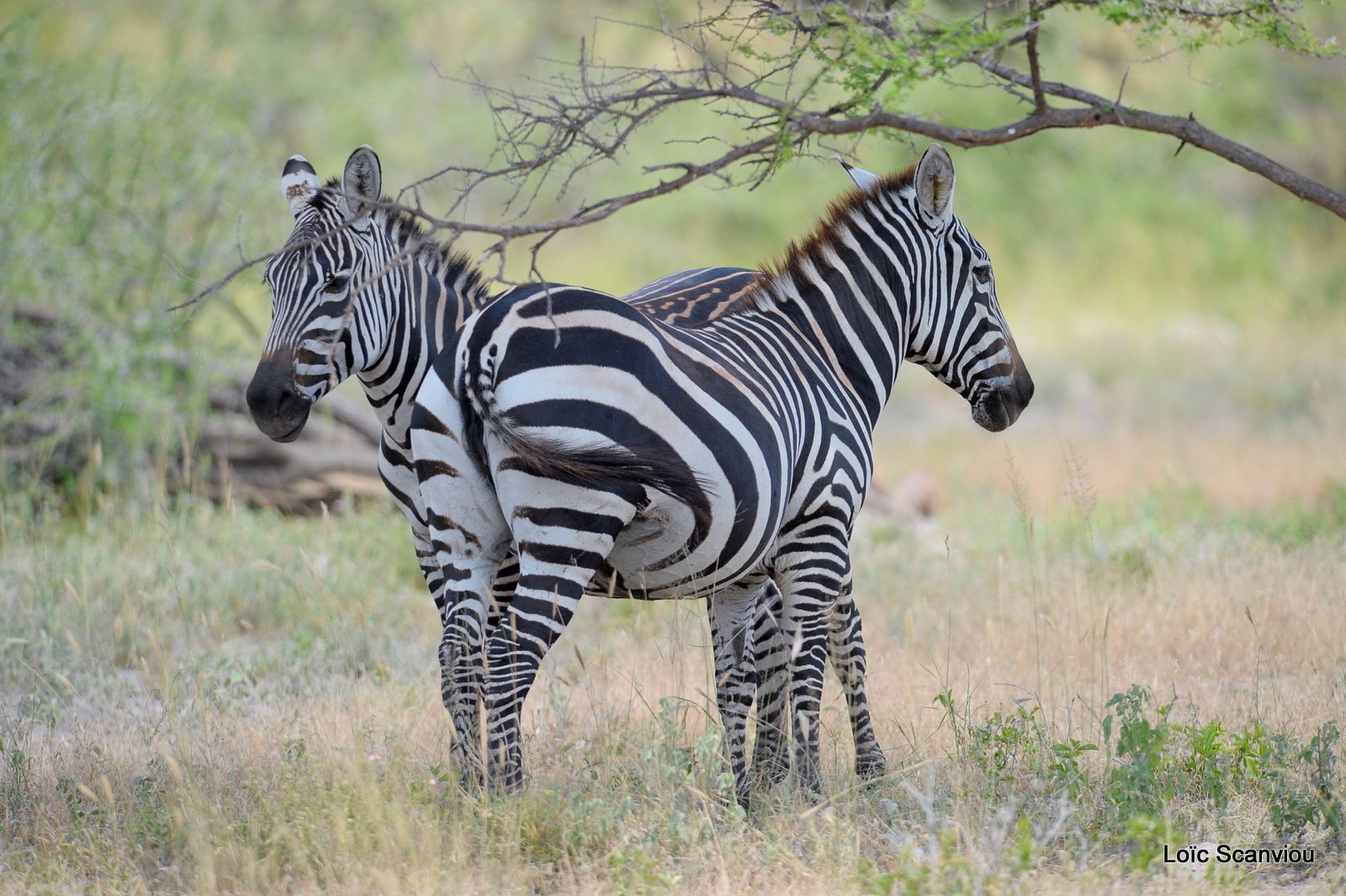 Zèbre/Zebra (12)