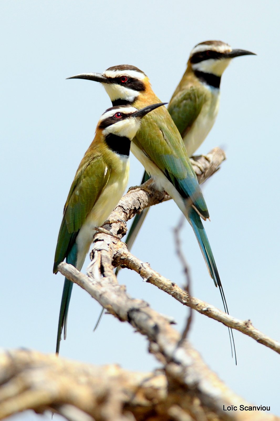 Guêpier à gorge blanche/White-throated Bee-eater (5)