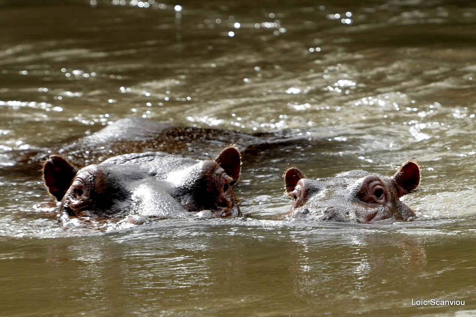 Hippopotame/Hippopotamus (4)