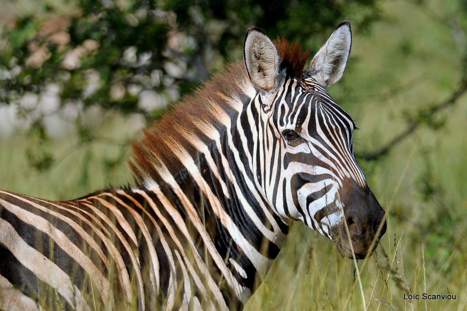 Zèbre/Zebra (13)