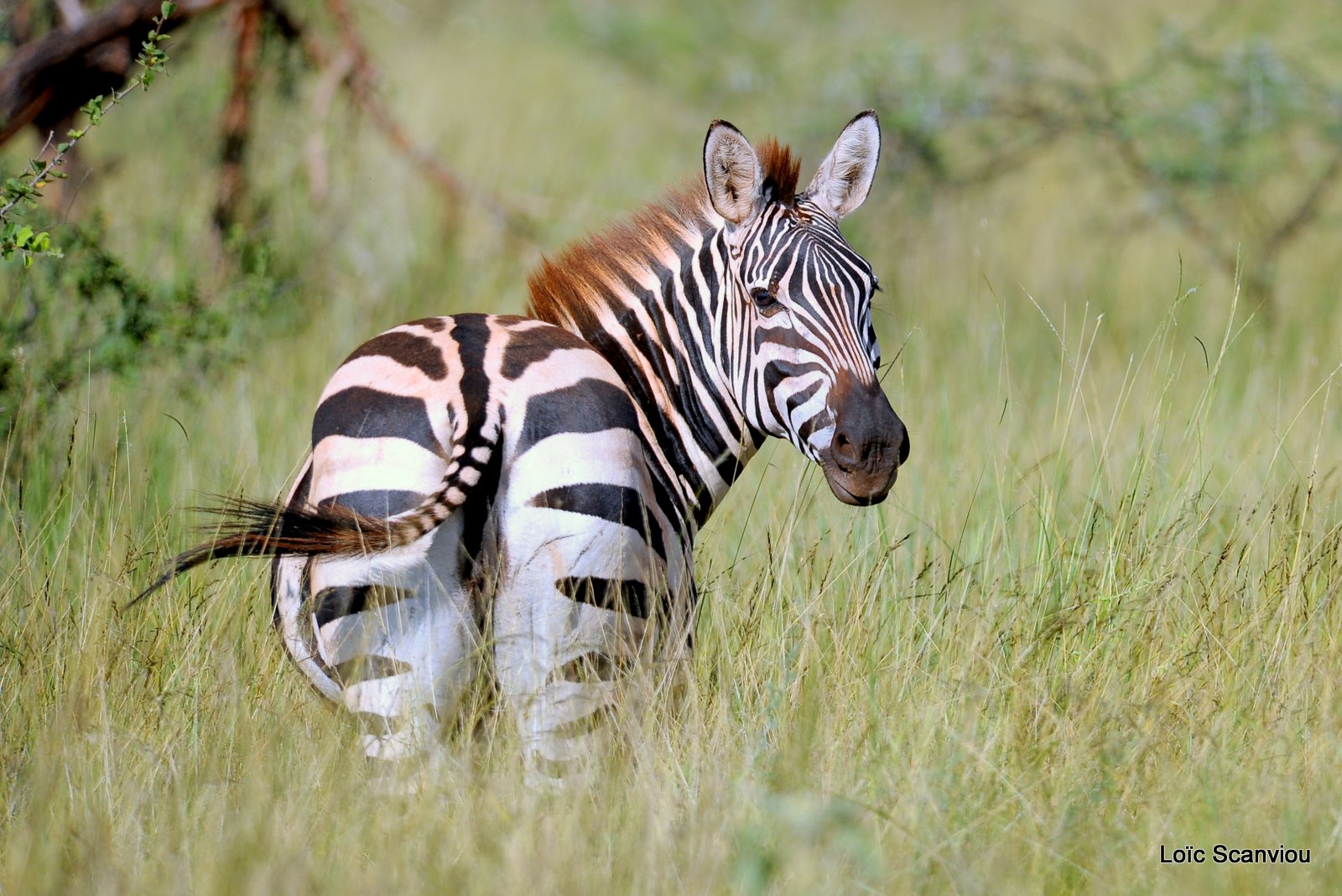 Zèbre/Zebra (14)