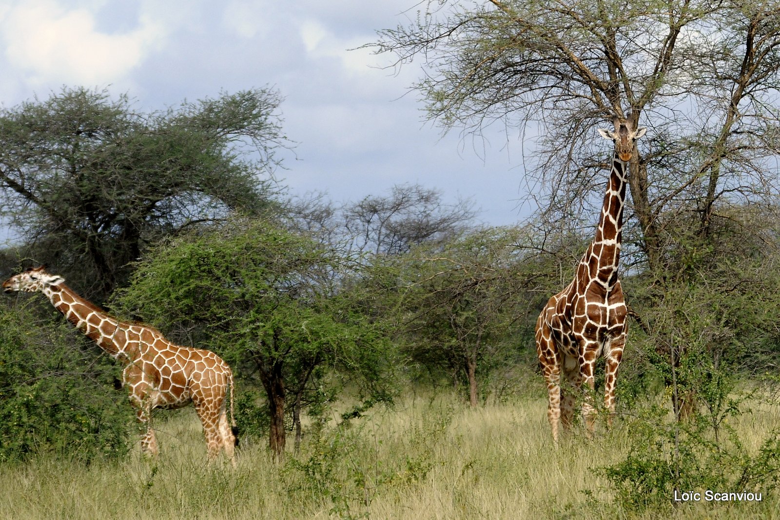 Girafe réticulée/Reticulated Giraffe (2)