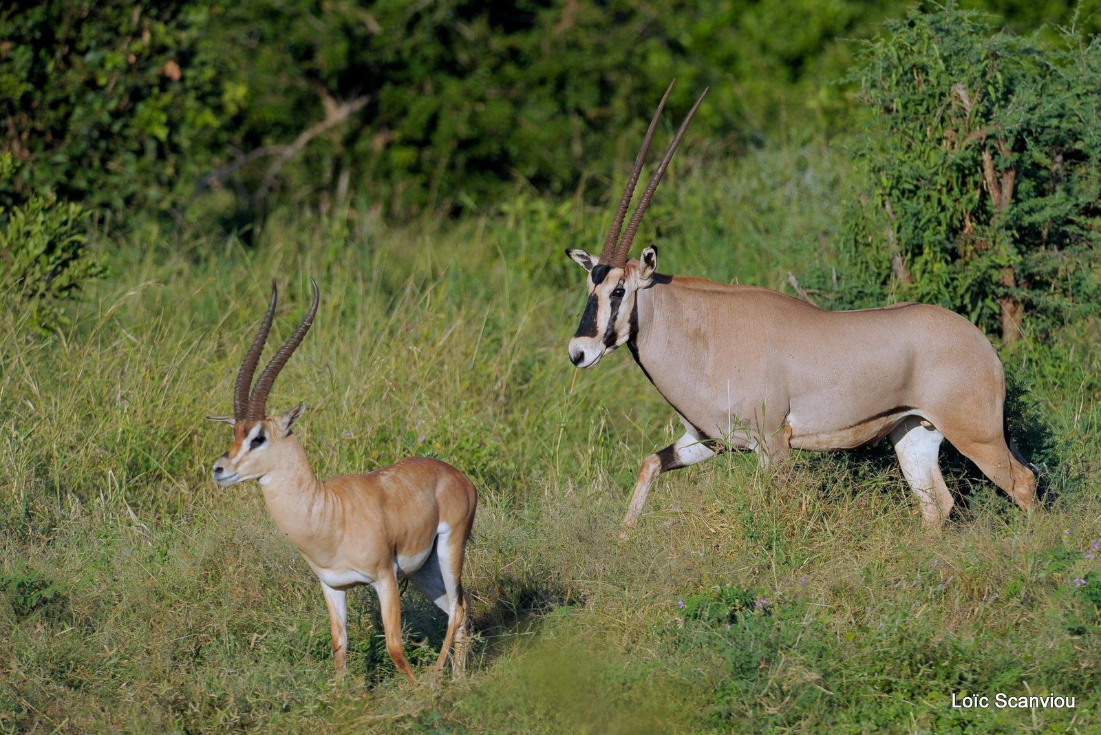 Gazelle de Grant et oryx (1)