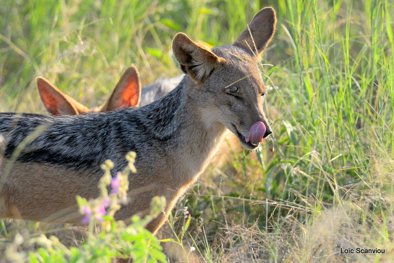 Chacal à chabraque/Black-backed Jackal (2)