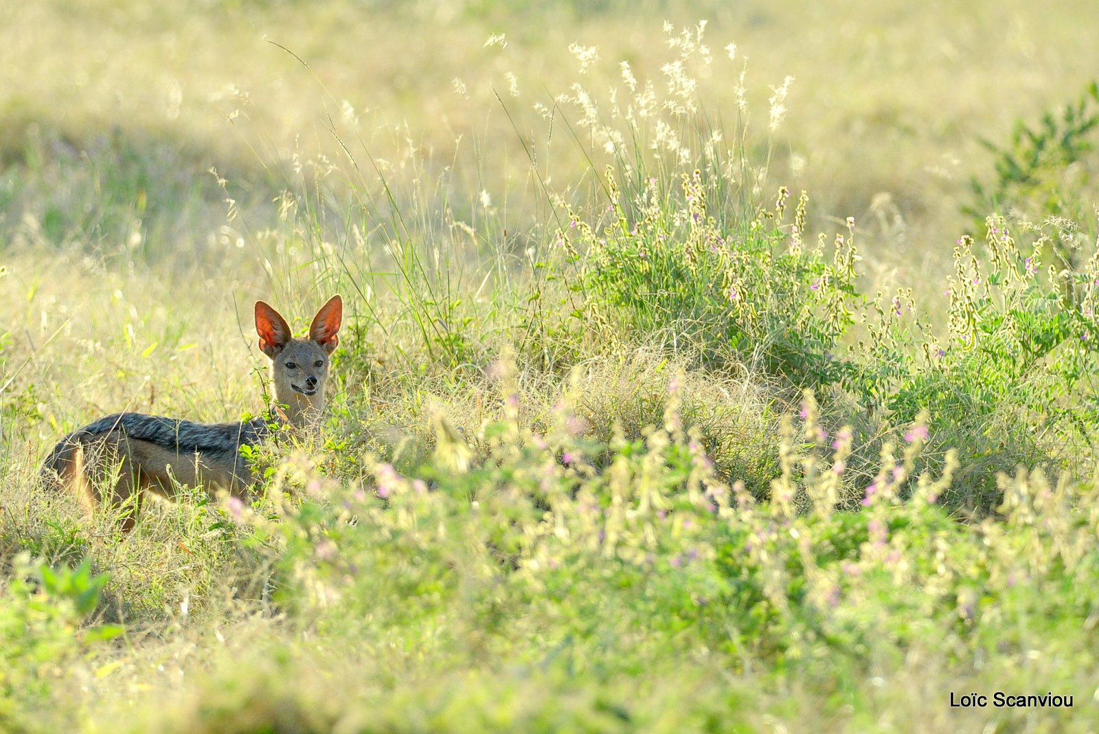 Chacal à chabraque/Black-backed Jackal (3)