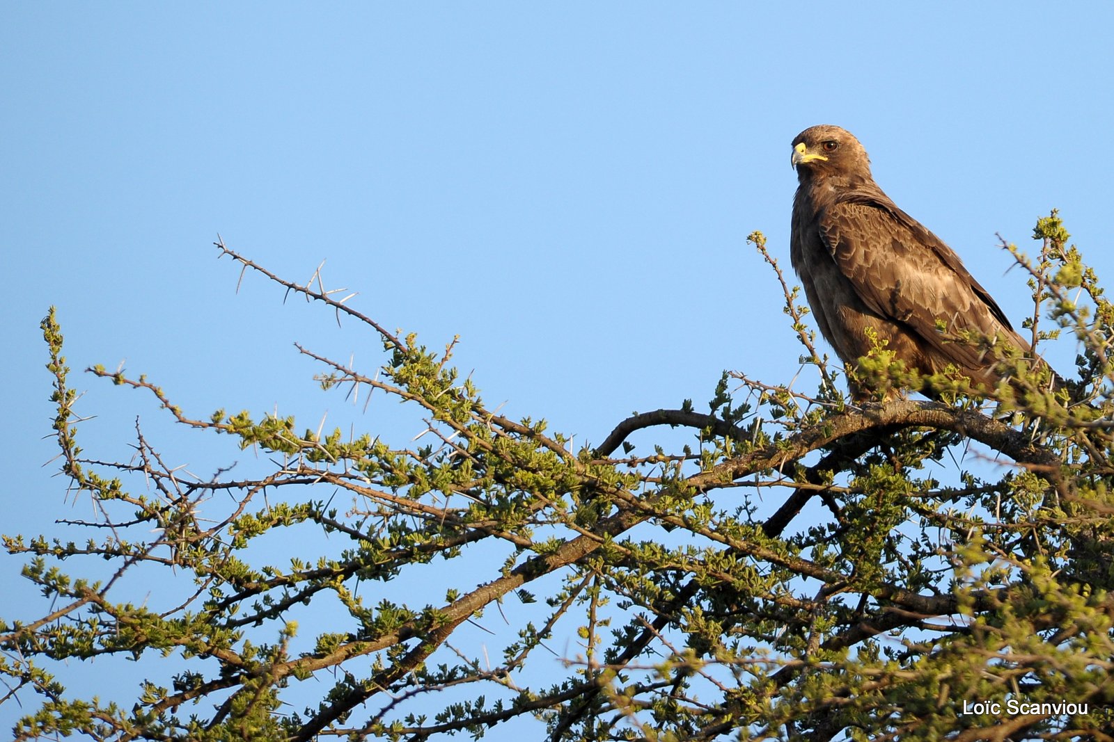 Aigle ravisseur/Tawny Eagle (2)