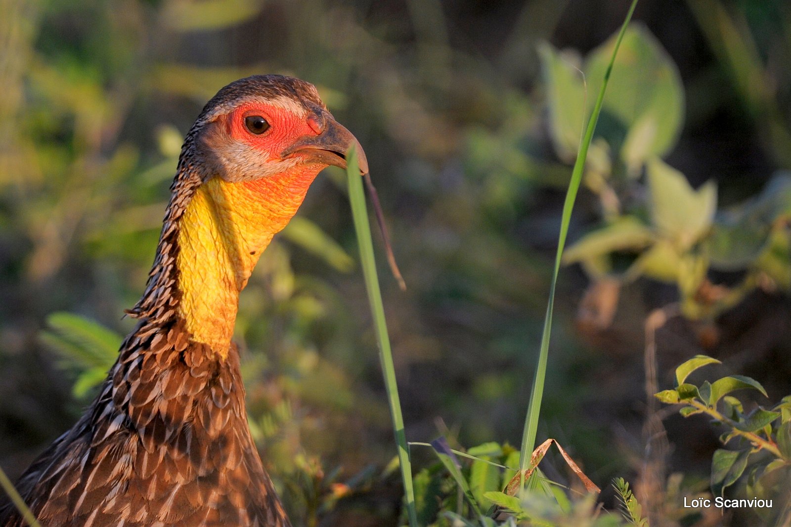 Francolin à cou jaune/Yellow-necked Spurfowl (1)