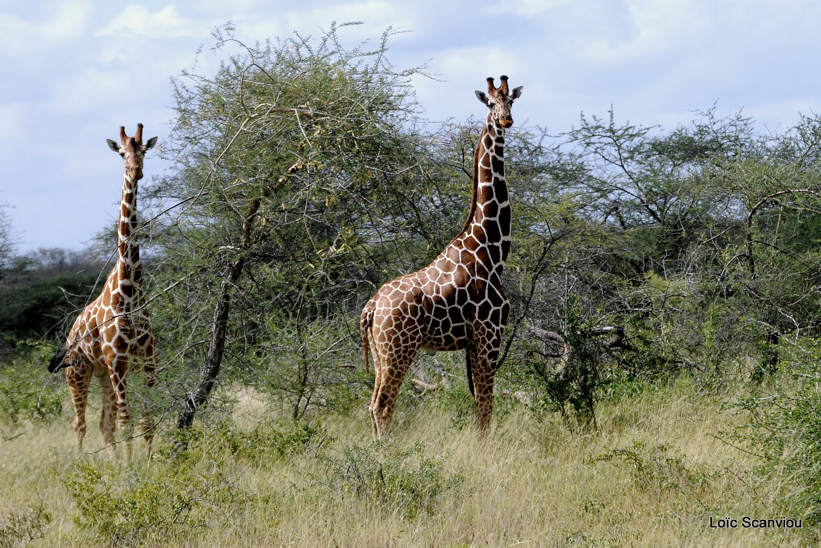 Girafe réticulée/Reticulated Giraffe (3)