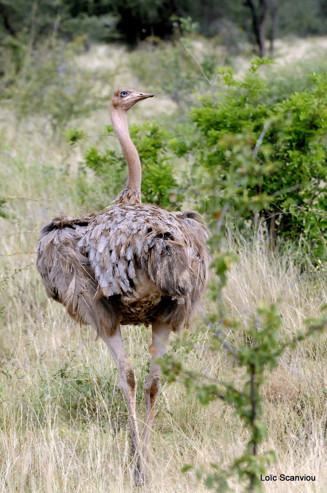 Autruche/Ostrich (1)