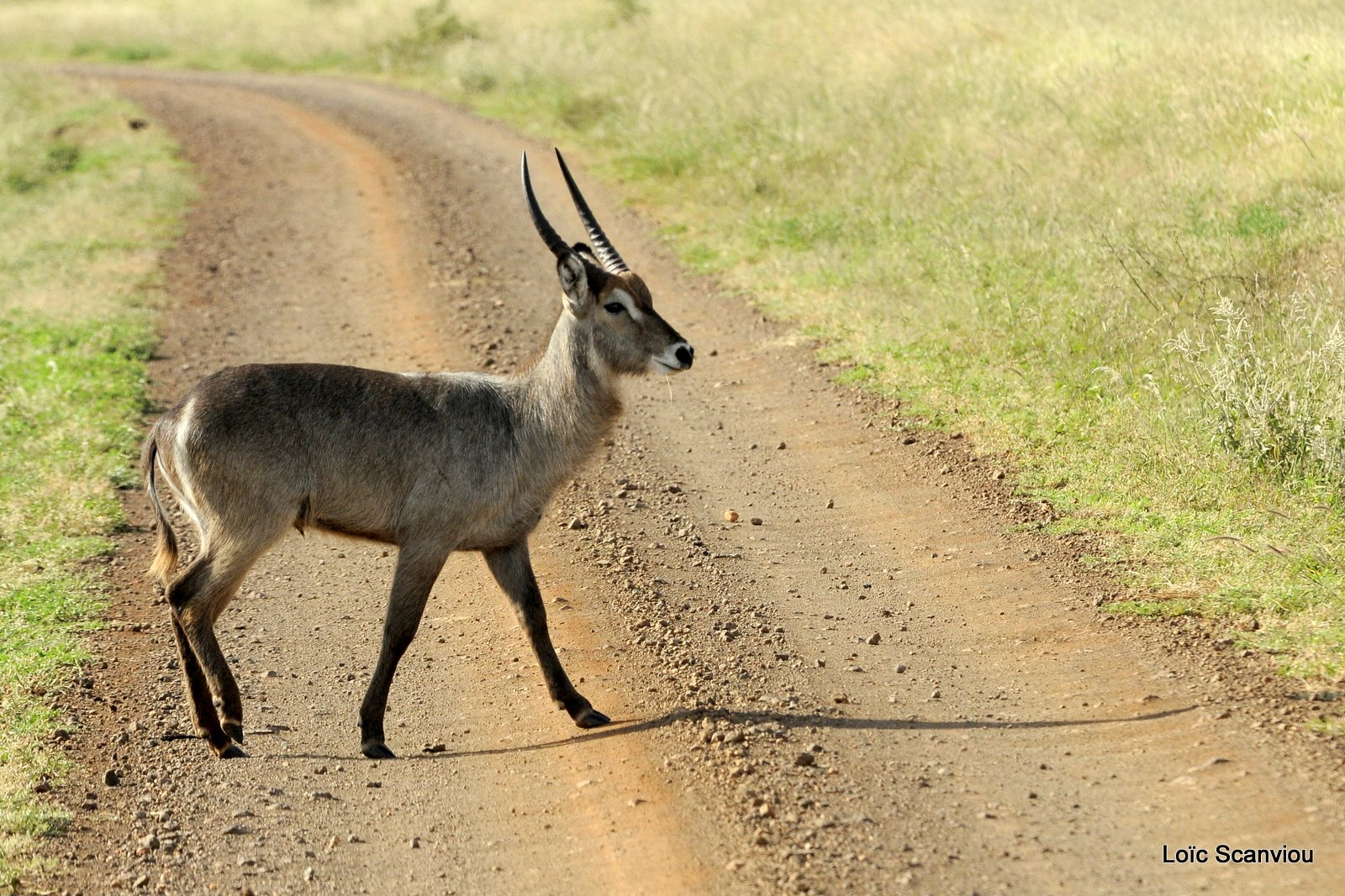 Cobe à croissant/Waterbuck (1)
