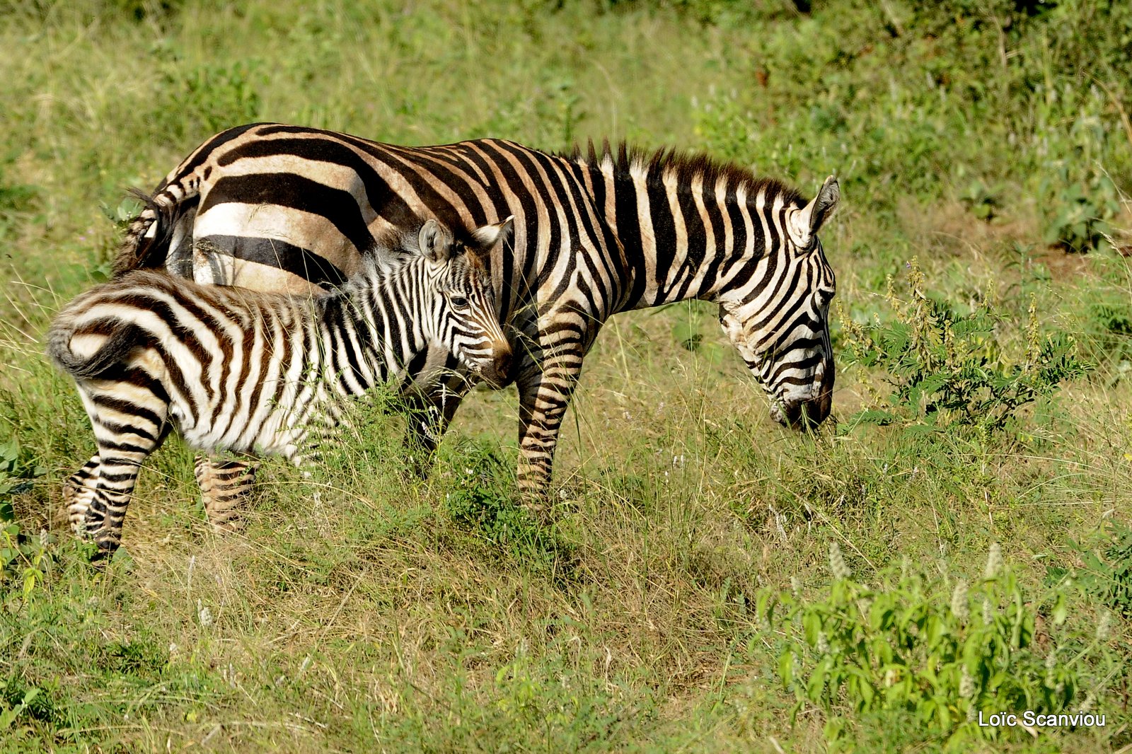 Zèbre/Zebra (1)