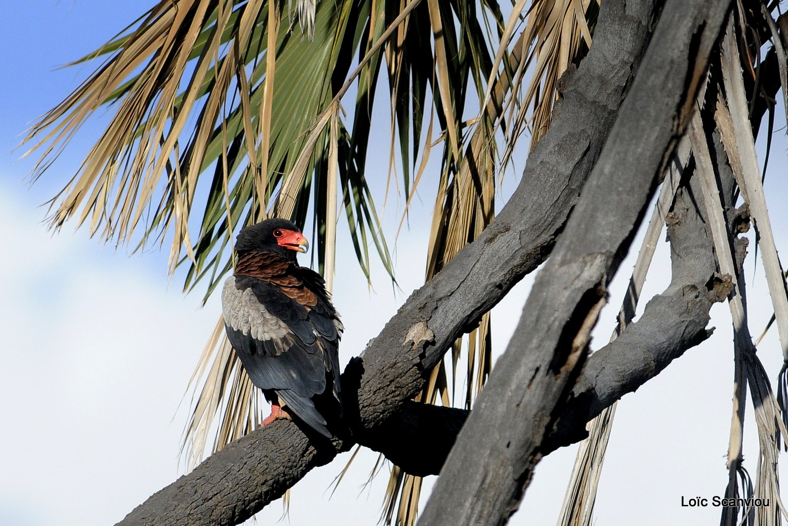 Aigle bateleur/Bateleur Eagle (1)