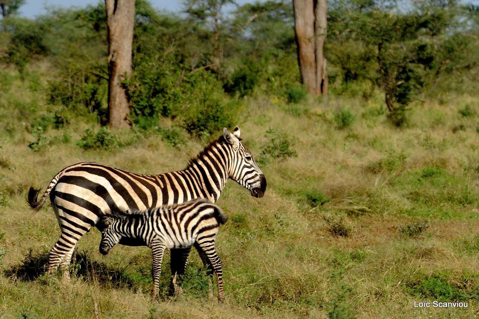 Zèbre/Zebra (2)