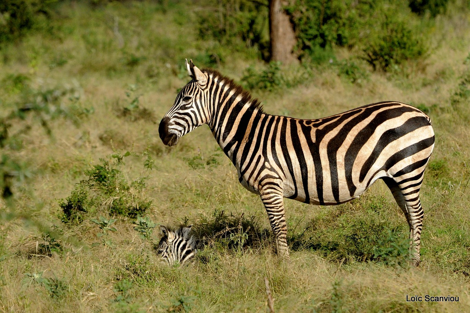 Zèbre/Zebra (4)