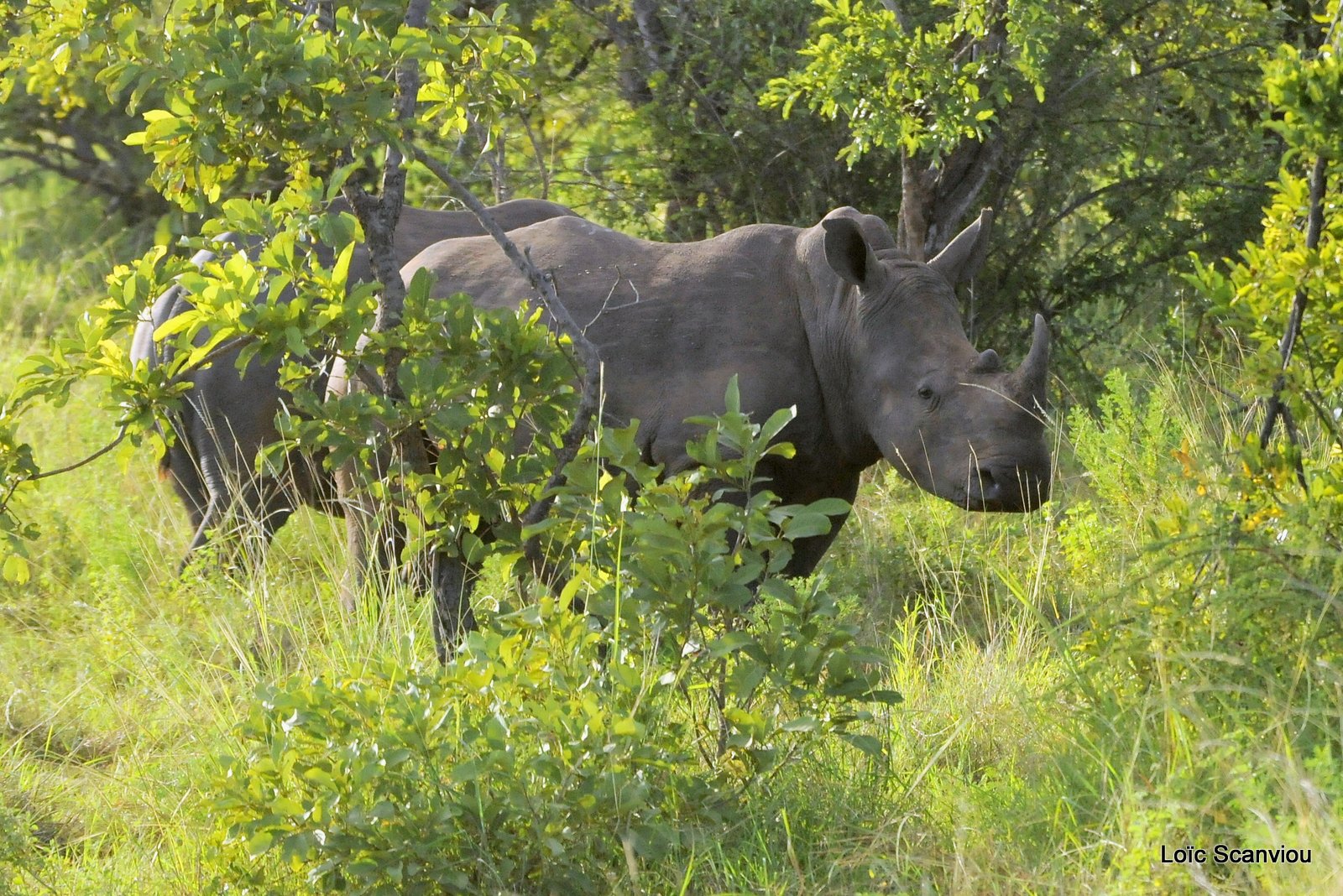 Rhinocéros blanc/White Rhinoceros (1)