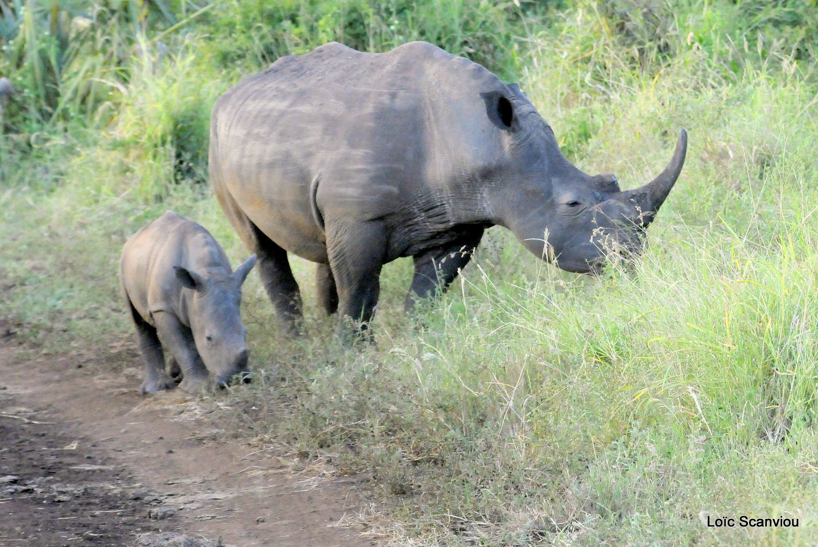 Rhinocéros blanc/White Rhinoceros (2)