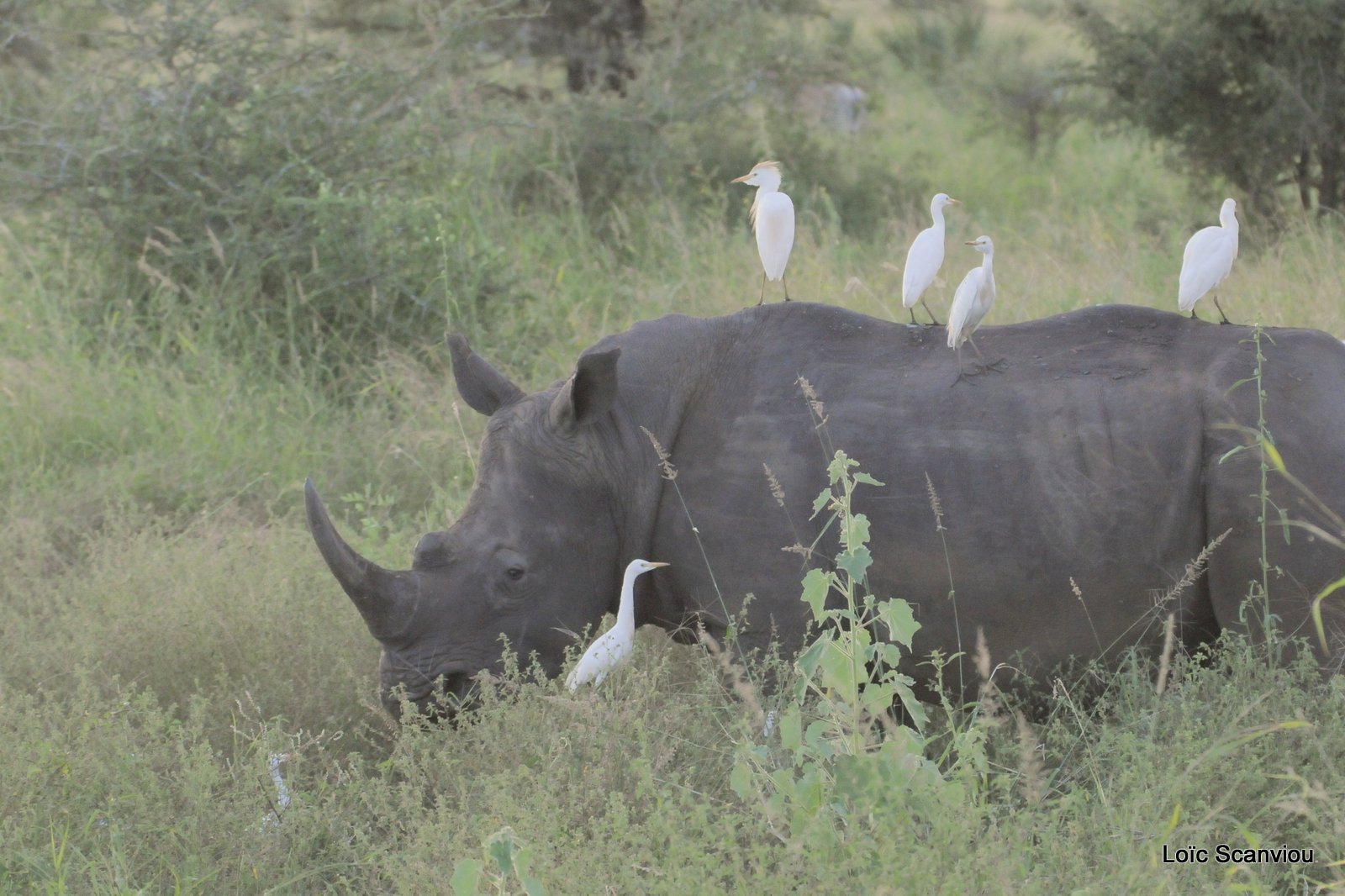 Rhinocéros blanc/White Rhinoceros (4)