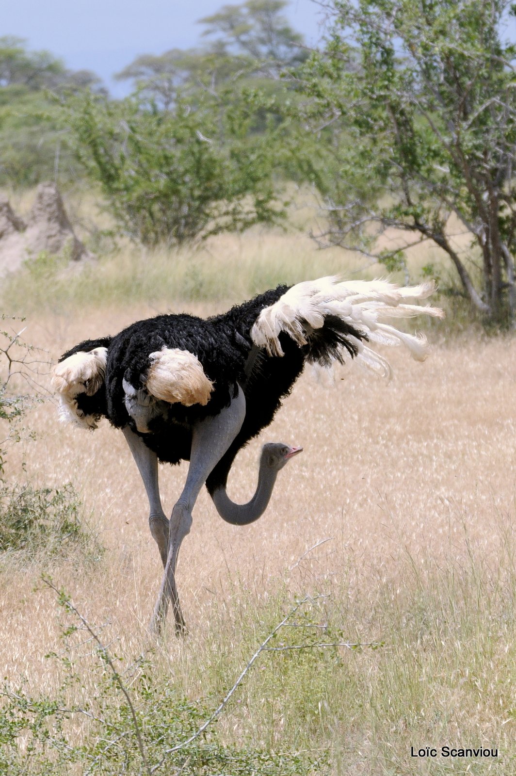 Autruche/Ostrich (2)