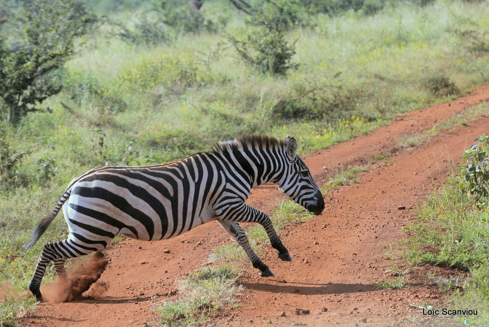 Zèbre/Zebra (5)
