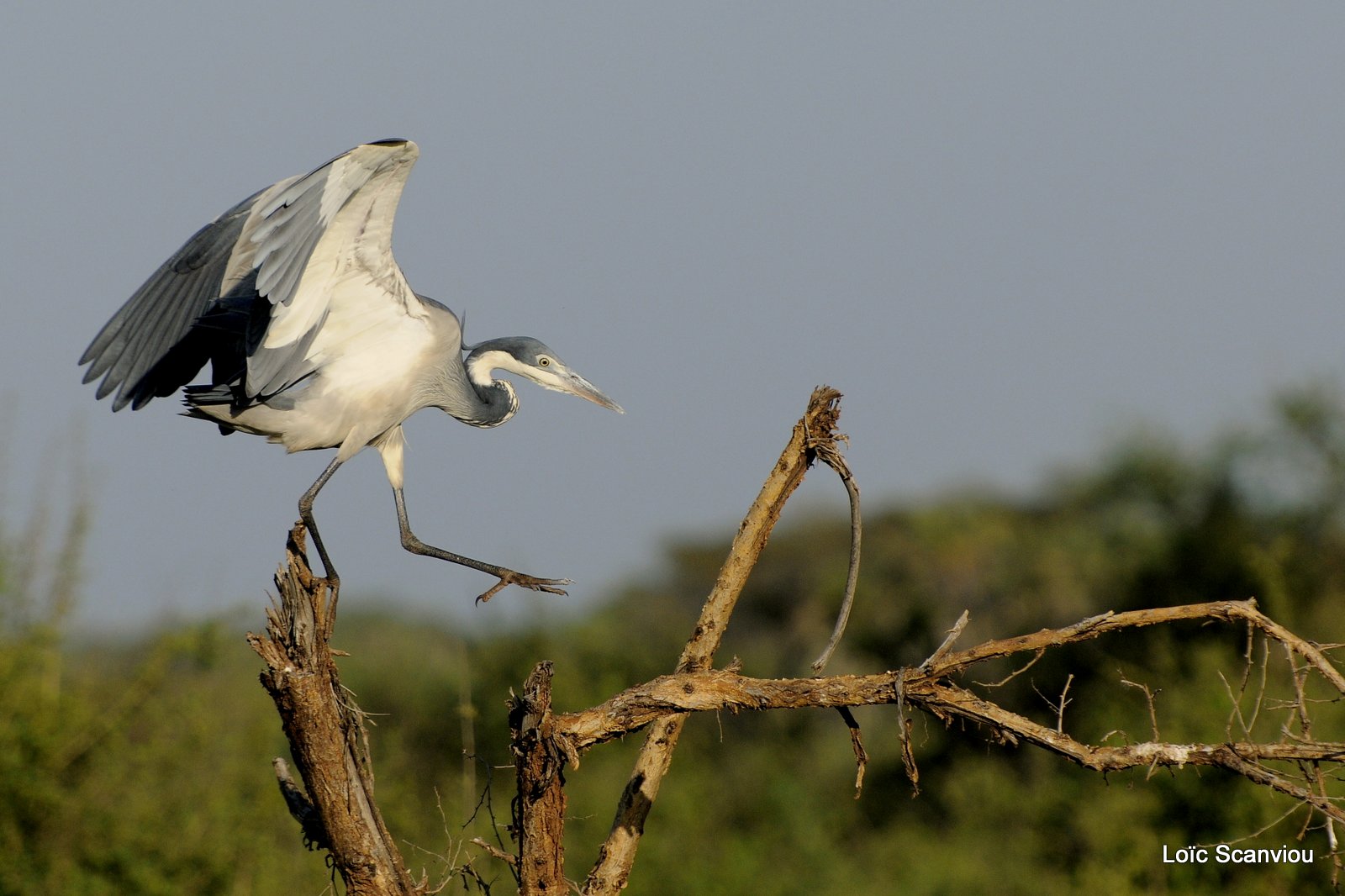 Héron cendré/Grey Heron (1)